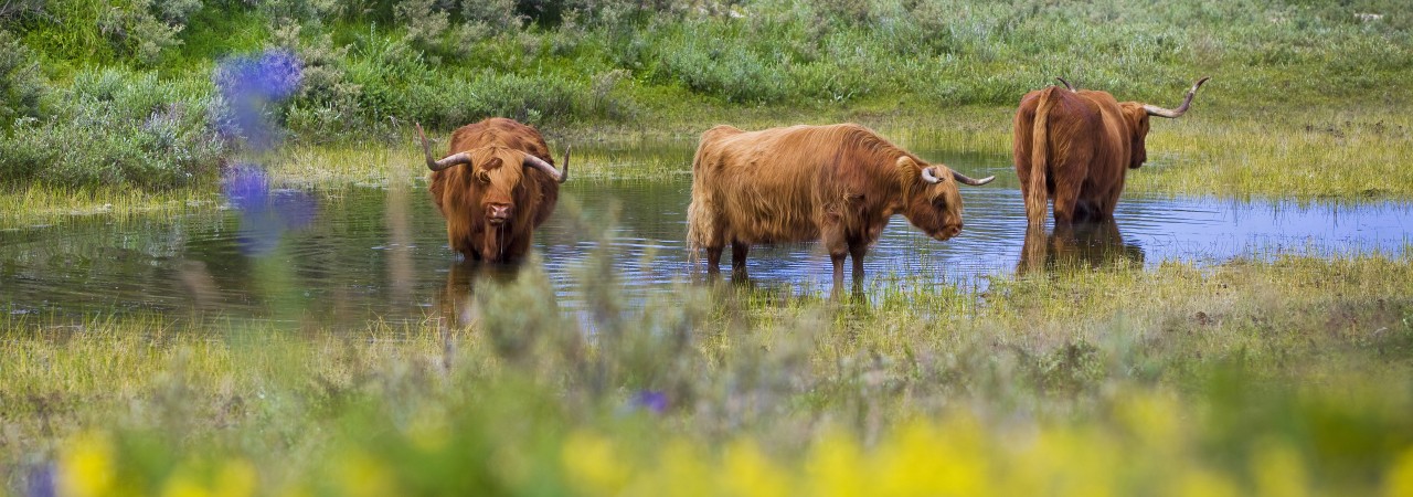 Schotse hooglanders in een groene omgeving in de duinen op het water
